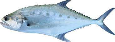 Queenfish